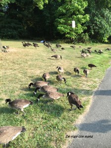 Los inquilinos del parque